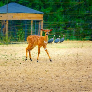 Sile Zoo AE 01