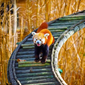 Sile Zoo AE 06